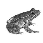 Black ink scientific illustration of a California red-legged frog (Rana draytonii), showing its crouched pose, long hind limbs, and mottled skin.