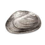 Black ink scientific illustration of a Carolina heelsplitter freshwater mussel (Lasmigona decorata), showing its elongated shell, curved margins, hinge line, and concentric growth rings.