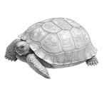 Black ink scientific illustration of a desert tortoise (Gopherus agassizii), showing its high-domed shell, scaly head, and stout forelimbs.