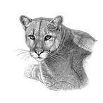Black ink scientific illustration of a Florida panther (Puma concolor coryi), showing its rounded ears, broad muzzle, muscular body, large paws, and long tail.