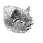 Black ink scientific illustration of an Indiana bat (Myotis sodalis), showing its small body, rounded ears, extended wing membranes, and clawed feet.