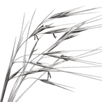 Black ink botanical illustration of purple needlegrass (Nassella pulchra), showing its narrow leaves, upright flowering stems, and long twisting awns.
