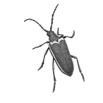 Black ink scientific illustration of a valley elderberry longhorn beetle (Desmocerus californicus dimorphus), showing its long antennae, elongated wing covers, and six segmented legs.