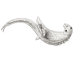 Black ink scientific illustration of a vernal pool fairy shrimp (Branchinecta lynchi), showing its curved body, stalked eyes, and rows of swimming appendages.